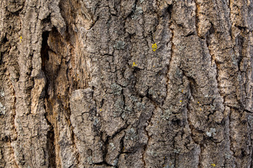 texture for background