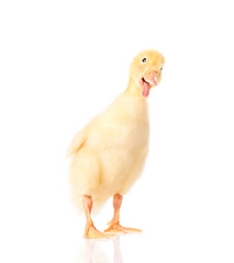 Fototapeta premium Cute little yellow newborn duckling isolated on white background. Newly hatched duckling on a chicken farm.