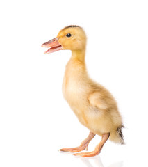 Cute little yellow newborn duckling isolated on white background. Newly hatched duckling on a chicken farm.