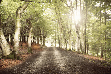 strada nel bosco
