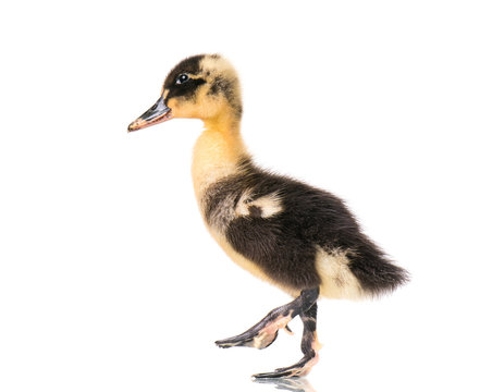 Cute little black newborn duckling isolated on white background. Newly hatched duckling on a chicken farm.