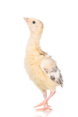 Cute little newborn chicken turkey, isolated on white background. One young nice big bird.