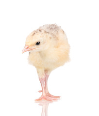 Cute little newborn chicken turkey, isolated on white background. One young nice big bird.