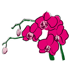 orchid on a white background illustration