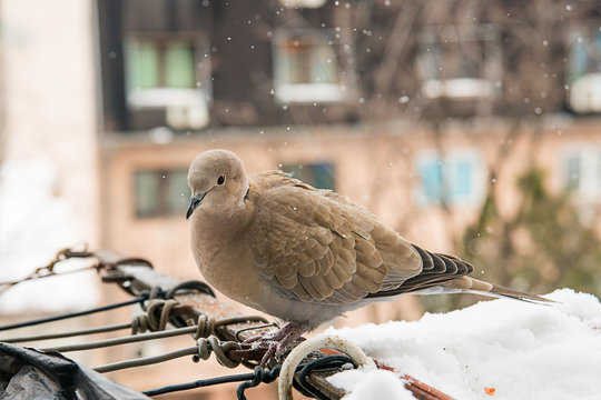 turtledove poses on the snow