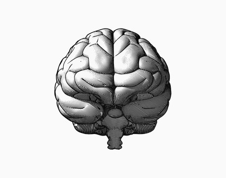 Brain drawing illustration in front view