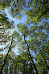 Obraz premium Looking up into a canopy of trees in a forest or wood. Bright fresh green springtime leaves against a bright blue sky. Morning sun shining on the tops of tall trees.