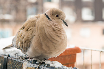 Naklejka premium turtledove poses on the snow