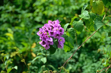 A violet flower against a background of green leaves.