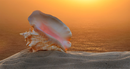 Large sea shell on sand, on a background of the rising sun and the sea.