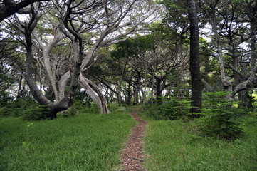 Forest in Isle of Pines, New Caledonia