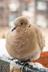 Naklejka premium turtledove poses on the snow