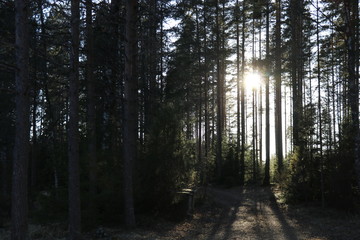 Sunrise in the Forest 