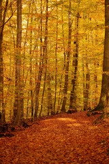 Hübsches Herbstmotiv eines Waldes mit gelb und braun Tönen