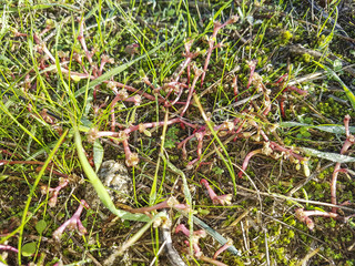 Purple spurge