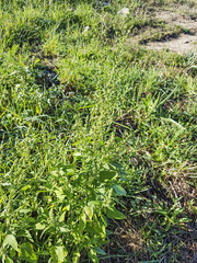 Lamb's quarters, melde, goosefoot or pigweed