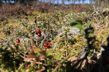 Red berries focus