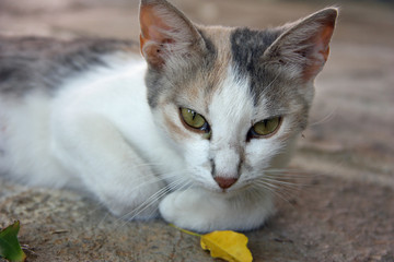 Cute cat and yellow leaf