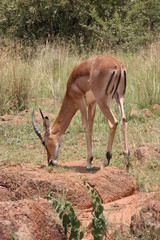 Impala eating grass