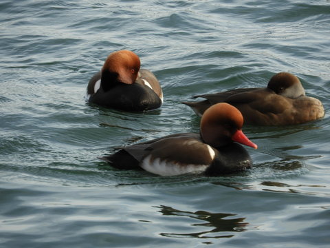 Kolbenenten am See