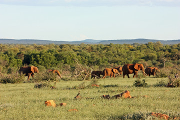 Elephant herd moving through bush at South Africa Safari