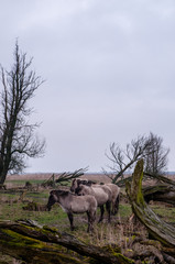 Konikpaarden in Oostvaardesplassen worden bijgevoerd, konik horse in Oostvaardersplassen © Henk