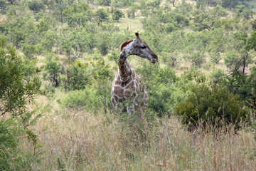 Giraffe at bush