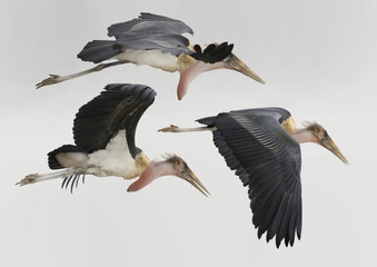 Marabu Gruppe im Flug (Leptoptilos crumeniferus)