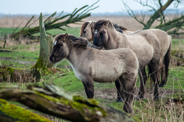 Konikpaarden in Oostvaardesplassen worden bijgevoerd, konik horse in Oostvaardersplassen