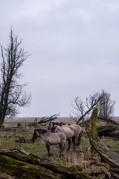 Konikpaarden in Oostvaardesplassen worden bijgevoerd, konik horse in Oostvaardersplassen