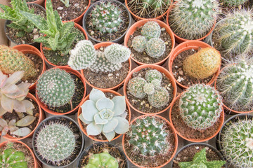 Succulents and different cactus in pots on top view