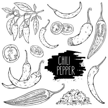 Hand drawn hot chili pepper set. Peppers chili, slices, halves, crushed pieces and branch isolated on white background. Outline ink slyle sketch. Vector coloring illustration.