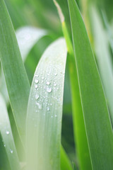 green leaf with drop of water perfect nature background