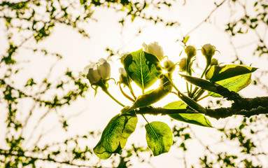blossoming branch of a pear tree against the bright spring sun