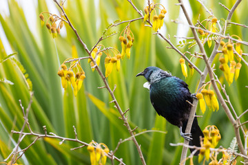 Tui Bird