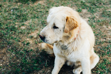 Homeless dog, Stray dog, Vagrant dog sitting outside watching staring at camera. The dog looking at camera of starveling puppy appeal a signal 'Do you have some food for me?' from this eyes.
