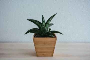 Green Plant With wooden Pot horizontal