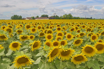 Obraz premium Sunflower Field in Vojvodina, Serbia