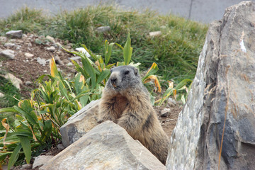Fototapeta premium Marmot leans on stone and observes his surrounding