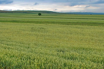 Field in Vojvodina, Serbia