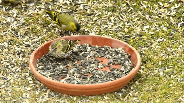 Eurasian siskin at a fodder house in Germany