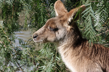 Kangaroo profile capture