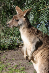Fototapeta premium Kangaroo profile
