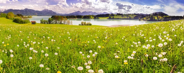 Fototapeten panoramic scene with lake Forggensee and alps mountains in region Allgäu, Bavaria, at spring © Wolfilser