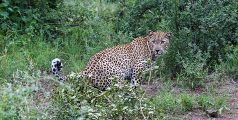 Südafrika Leopard