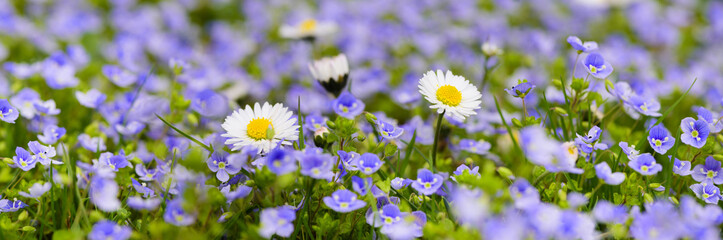 panoramic meadow with many flowers at spring