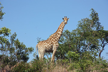 Giraffe at the bush