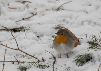 Robin rests in the snow of the forest