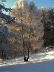 Winter in poland, snow in Pieniny