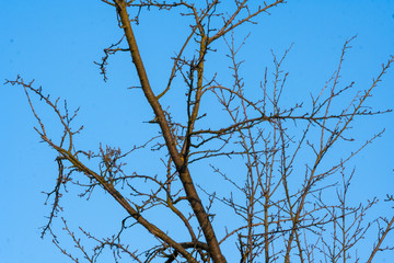 trees without leaves